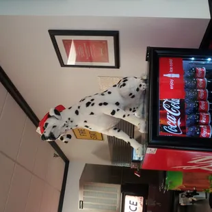 a dalmatian dog on top of a vending machine