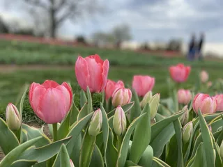 Oklahoma Tulips