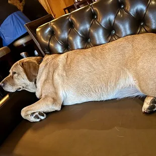 Resident lab, her name is Ava