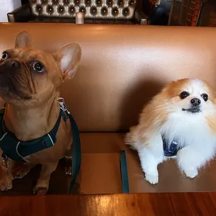 When friends set you up on a blind furdate and you're not feeling each other...aaaawkward. =X Shots time!