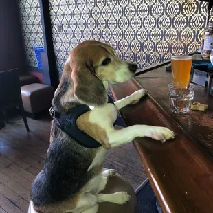 Dobby had a ruff week.