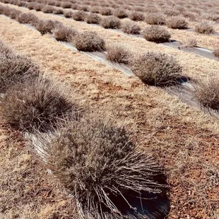 Lavender plants in winter dormancy