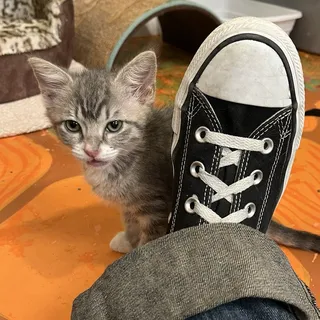 Felix V.