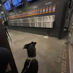 Our pup loves the draft selection !