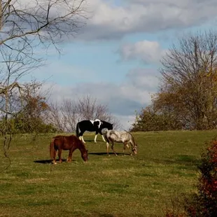 Happy healthy horses at First Farm Inn are ready to ride, just phone to set up a time.