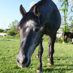 Friendly, healthy horses offer noses to pet as well as lesson/rides for people who enjoy riding whether or not they're staying.