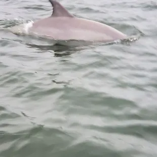Dolphin watching 04/12/21
