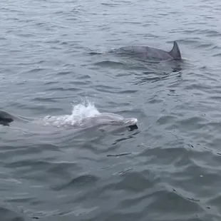 Dolphins spotted in Broad Bay
