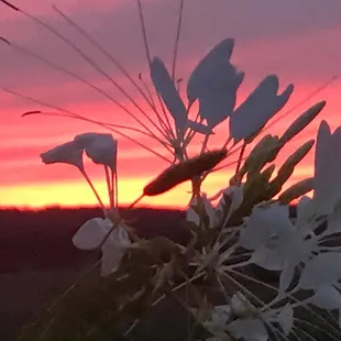 the sun setting in the background