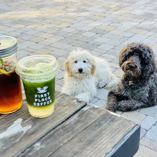 The Lemon Thyme (w/ Espresso or Matcha). Best caffeinated drink ever. The puppies agree.