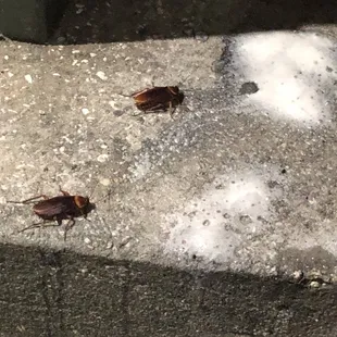 ROACHES!! ewwww