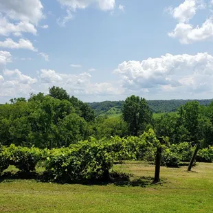 Looking over the Vineyard at First Vineyard