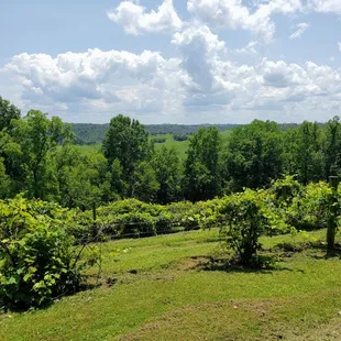 Scenery at First Vineyard