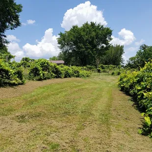 Vineyard at First Vineyard