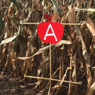 A in the APPLE in corn maze