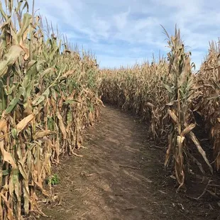 Corn maze- super tall stalks!