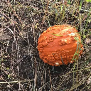 A weird looking pumpkin
