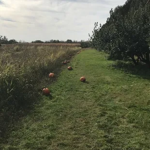 Corn maze, pumpkin patch and apple trees all in 1 place