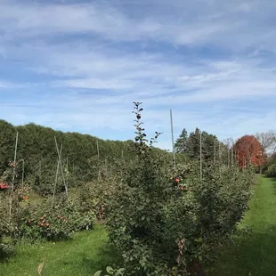 Apple trees