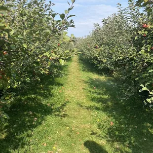 the shadow of a person on a path between rows of apple trees