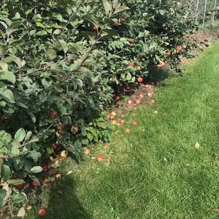 More apple trees galore!