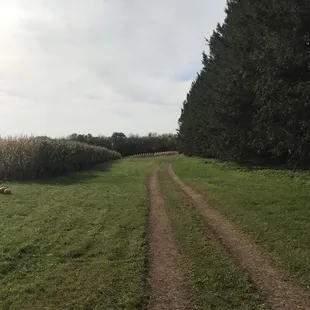 Path to corn maze- also made for wagon rides