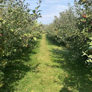 rows of apple trees