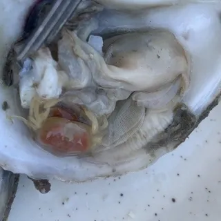 Local Oysters*