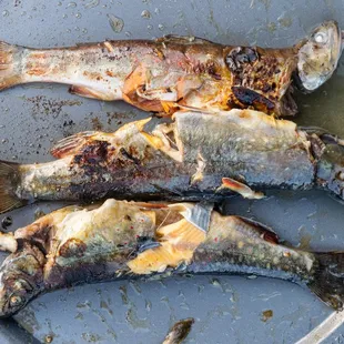 Fish First