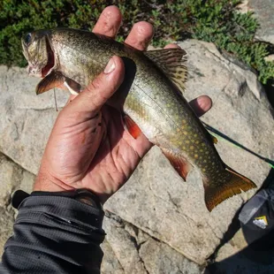 A brook trout, caught in the Desolation Wilderness in the Sierra, with gear/instruction from Fish First