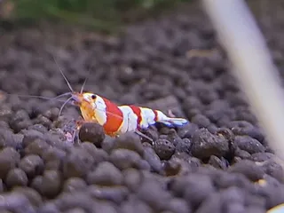 Nebraska Aquatic Supply