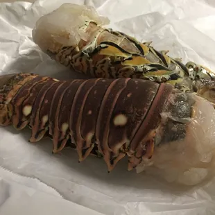 Lobster Tail