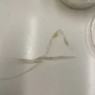 piece of plastic (seems like plastic wrap material) that I pulled out of one of the fried oysters