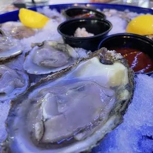 Oysters!!