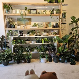 Plants!