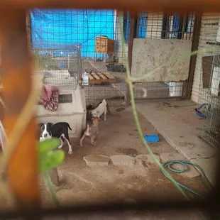 Poor puppies looked sick and it definitely looks like they're not doing anything about it. This place needs to be shut down.