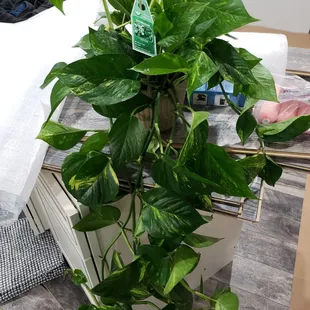 This beautiful plant from lowes hoping to find out how they grow them so I can keep mine alive and looking big like this