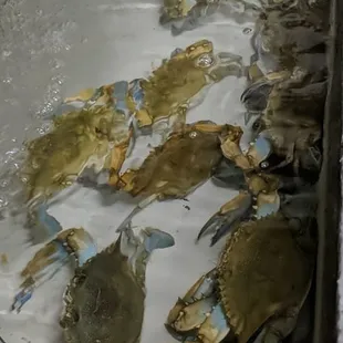 Huge Blue Crabs