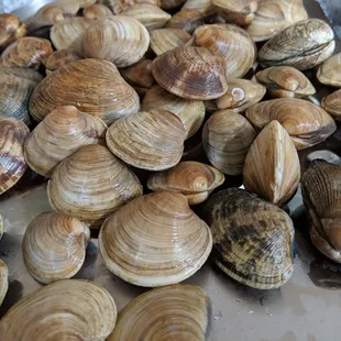 Clams, clams, and more clams
