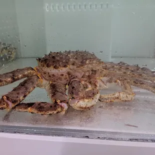 Live Alaskan King Crab