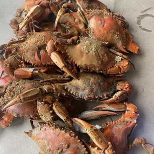 #1 size Hardshell Crabs