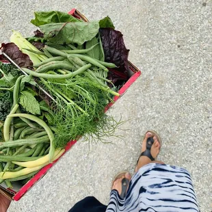My haul: green beans, green variety, herbs