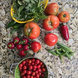 Sage, basil, fennel and oregano. Okra, jalapeños, time bomb and snack peppers, tomatoes and cherry tomatoes.