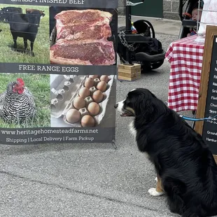 Here's a dog either trying to decide is that rooster real or what to order