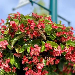 Fresh Dragon wing begonias at The NPD Farmers market!