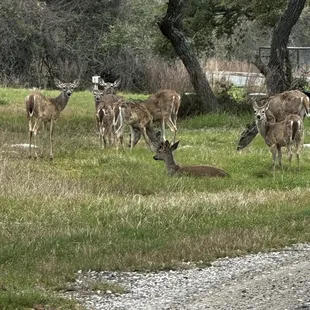 Doe's gathering in the RV park.