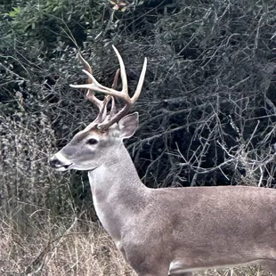 Some beautiful bucks in the park