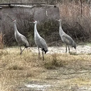 Sand Hill Cranes at the corner of feeder