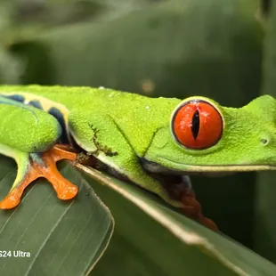 Red Eyed frog.