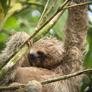 Sloths